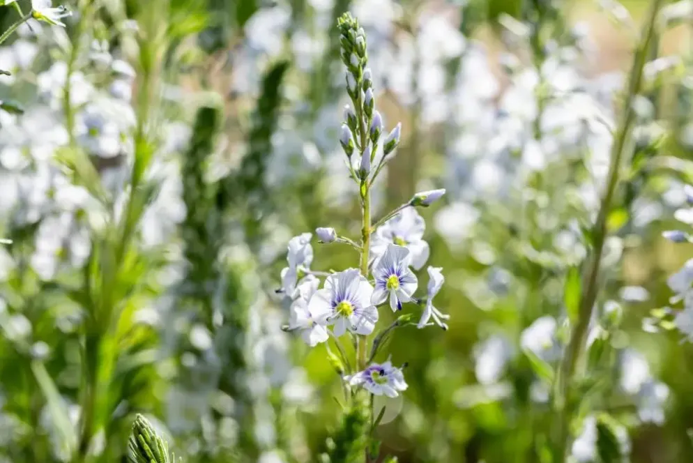 Veronica gentianoides (Ereprijs)