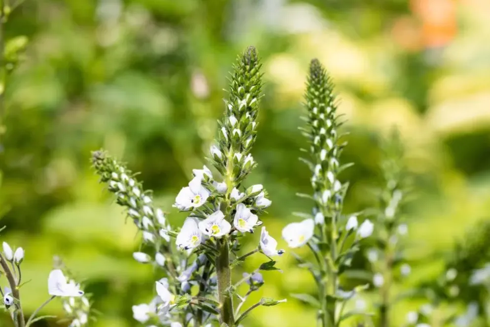 Veronica gentianoides (Ereprijs)