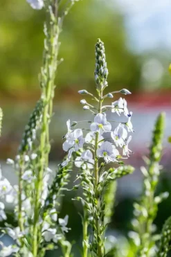 Veronica gentianoides (Ereprijs)