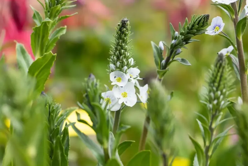 Veronica gentianoides (Ereprijs)