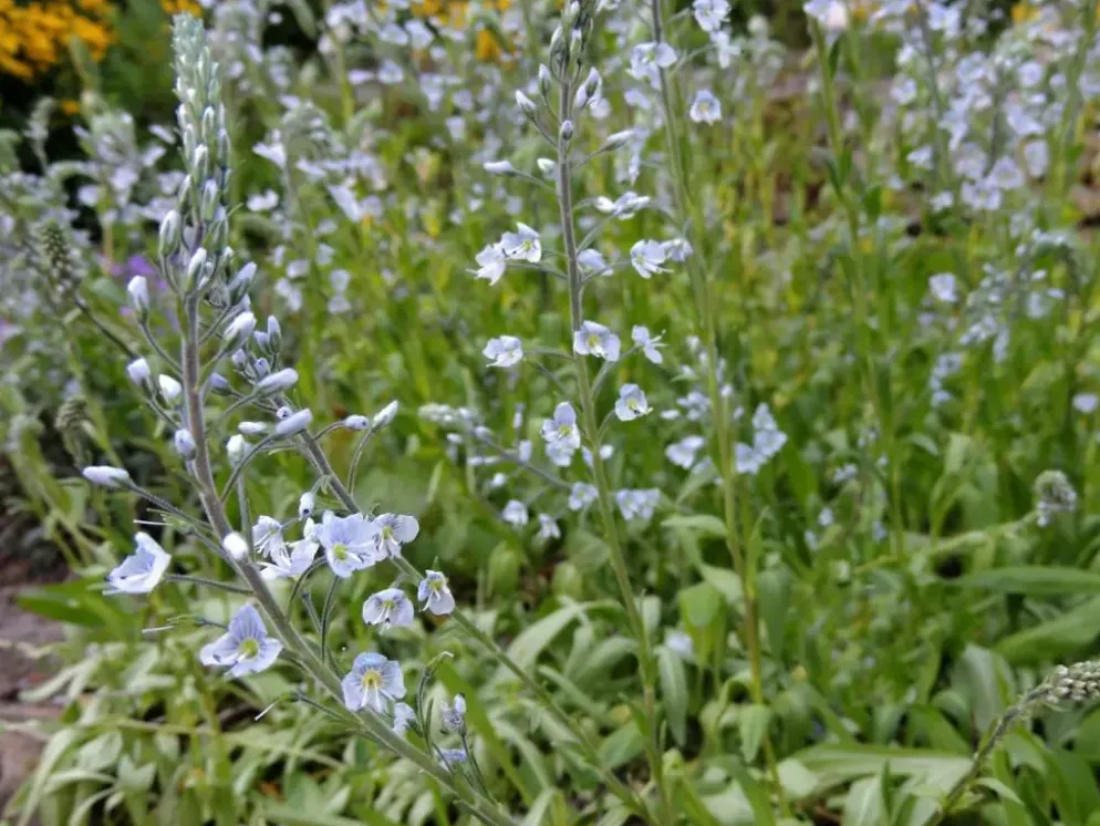 Veronica gentianoides (Ereprijs)