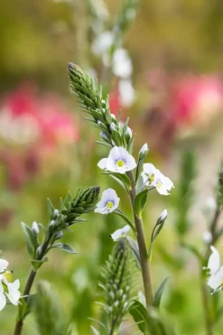 Veronica gentianoides (Ereprijs)