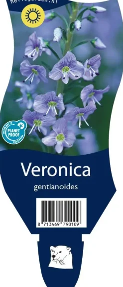 Veronica gentianoides (Ereprijs)
