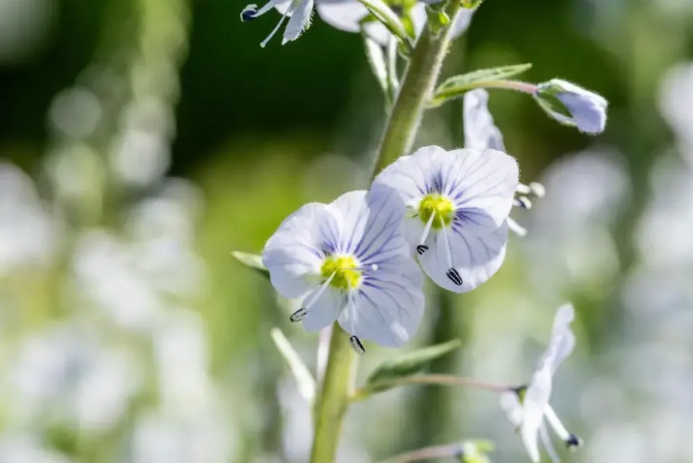 Veronica gentianoides (Ereprijs)