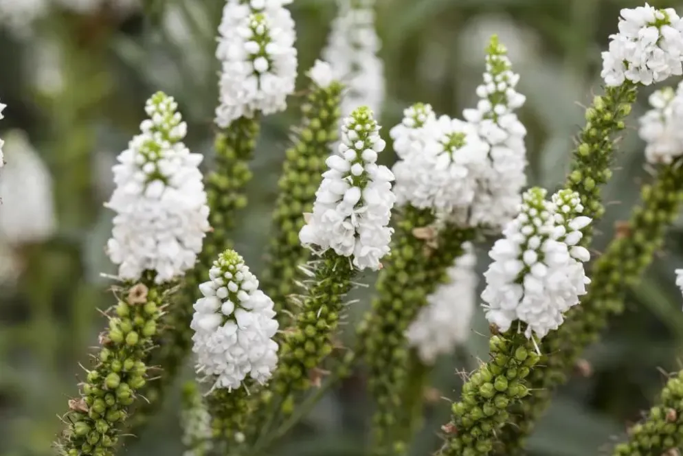 Veronica longifolia (Lange ereprijs)