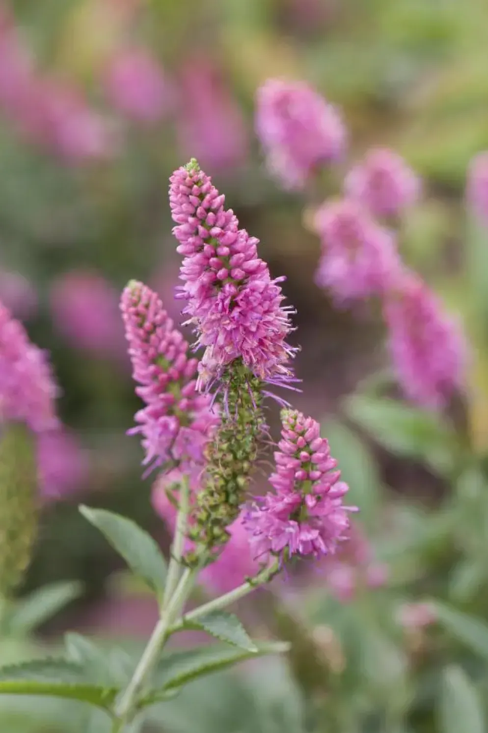 Veronica longifolia (Lange ereprijs)