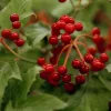 Viburnum opulus 'Compactum' (Gelderse roos 'Compactum')
