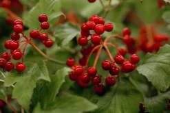 Viburnum opulus 'Compactum' (Gelderse roos 'Compactum')