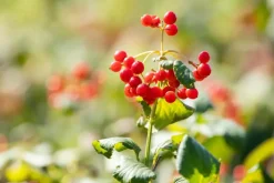 Viburnum opulus 'Compactum' (Gelderse roos 'Compactum')