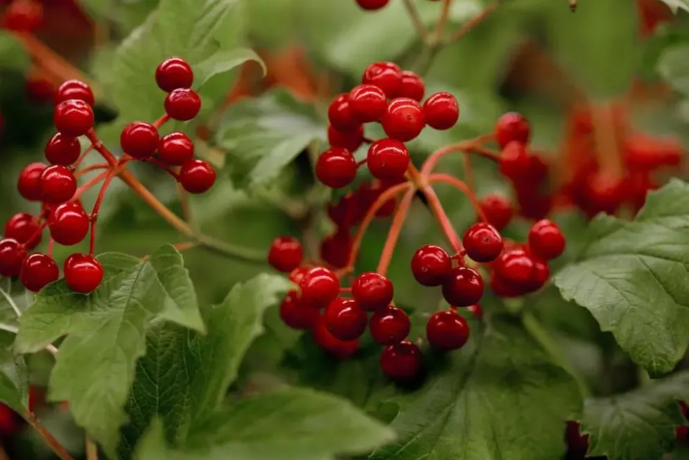 Viburnum opulus 'Compactum' (Gelderse roos 'Compactum')