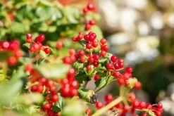 Viburnum opulus 'Compactum' (Gelderse roos 'Compactum')