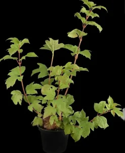 Viburnum opulus 'Roseum' (Viburnum 'Roseum')
