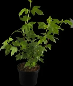Viburnum opulus 'Roseum' (Viburnum 'Roseum')