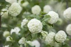 Viburnum opulus 'Roseum' (Viburnum 'Roseum')