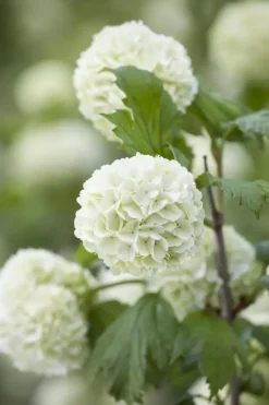 Viburnum opulus 'Roseum' (Viburnum 'Roseum')
