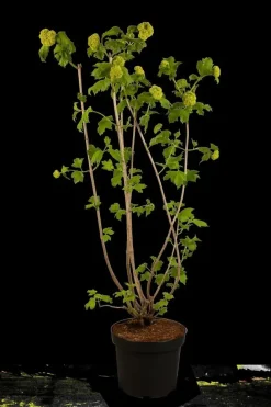 Viburnum opulus 'Roseum' (Viburnum 'Roseum')