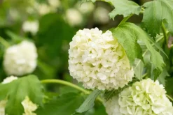 Viburnum opulus 'Roseum' (Viburnum 'Roseum')