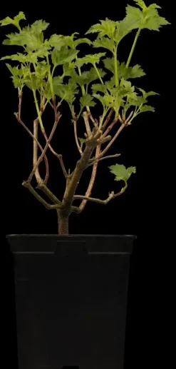 Viburnum opulus 'Roseum' (Viburnum 'Roseum')