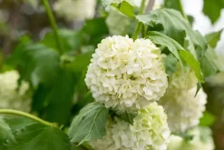 Viburnum opulus 'Roseum' (Viburnum 'Roseum')