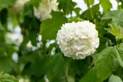 Viburnum opulus 'Roseum' (Viburnum 'Roseum')