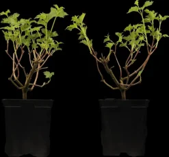 Viburnum opulus 'Roseum' (Viburnum 'Roseum')
