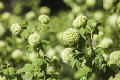 Viburnum opulus 'Roseum' (Viburnum 'Roseum')