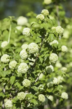 Viburnum opulus 'Roseum' (Viburnum 'Roseum')