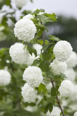 Viburnum opulus 'Roseum' (Viburnum 'Roseum')