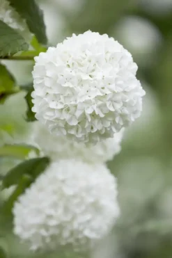 Viburnum opulus 'Roseum' (Viburnum 'Roseum')