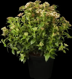 Viburnum tinus 'Eve Price' (Viburnum 'Eve Price')