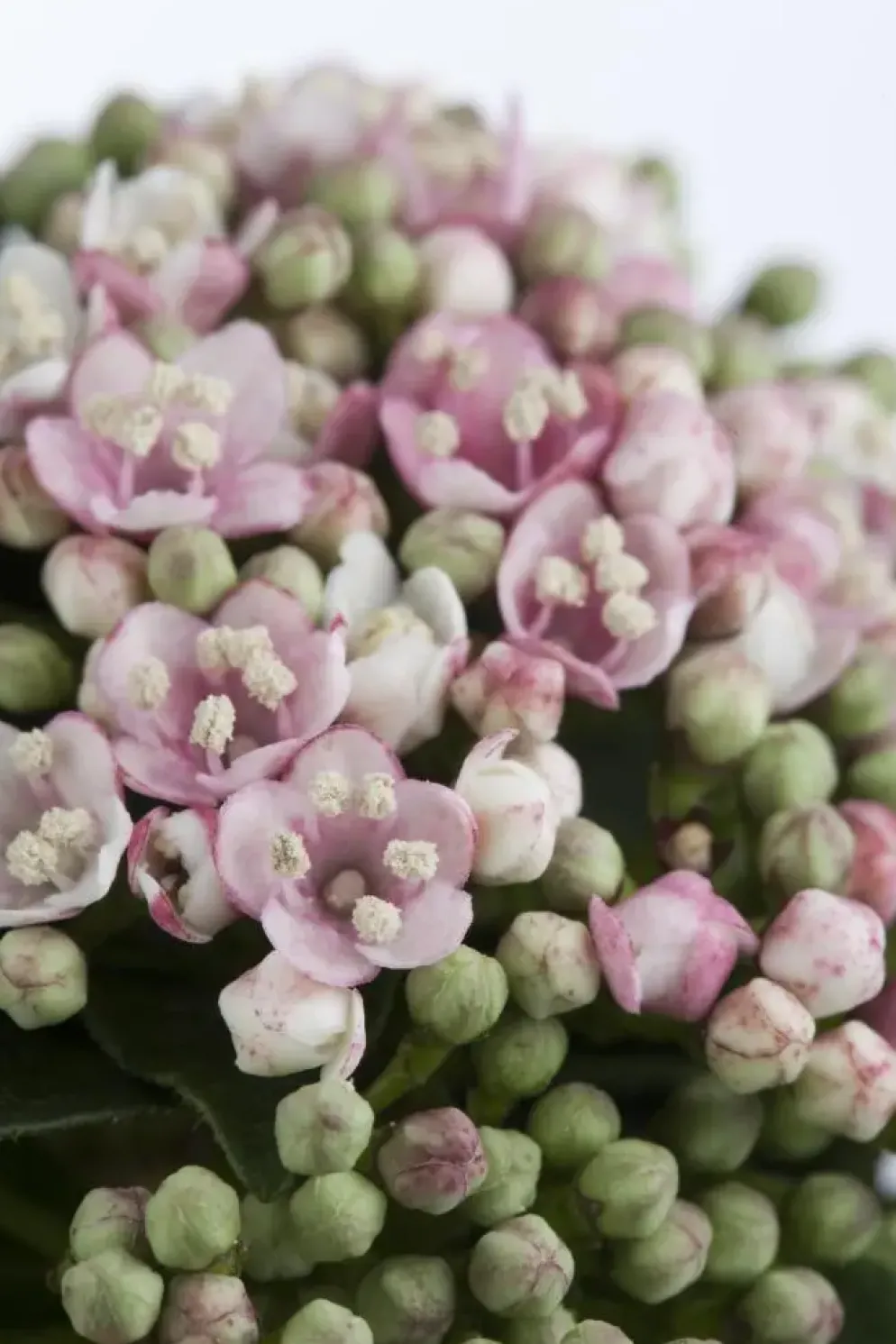 Viburnum tinus 'Eve Price' (Viburnum 'Eve Price')