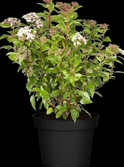 Viburnum tinus 'Eve Price' (Viburnum 'Eve Price')