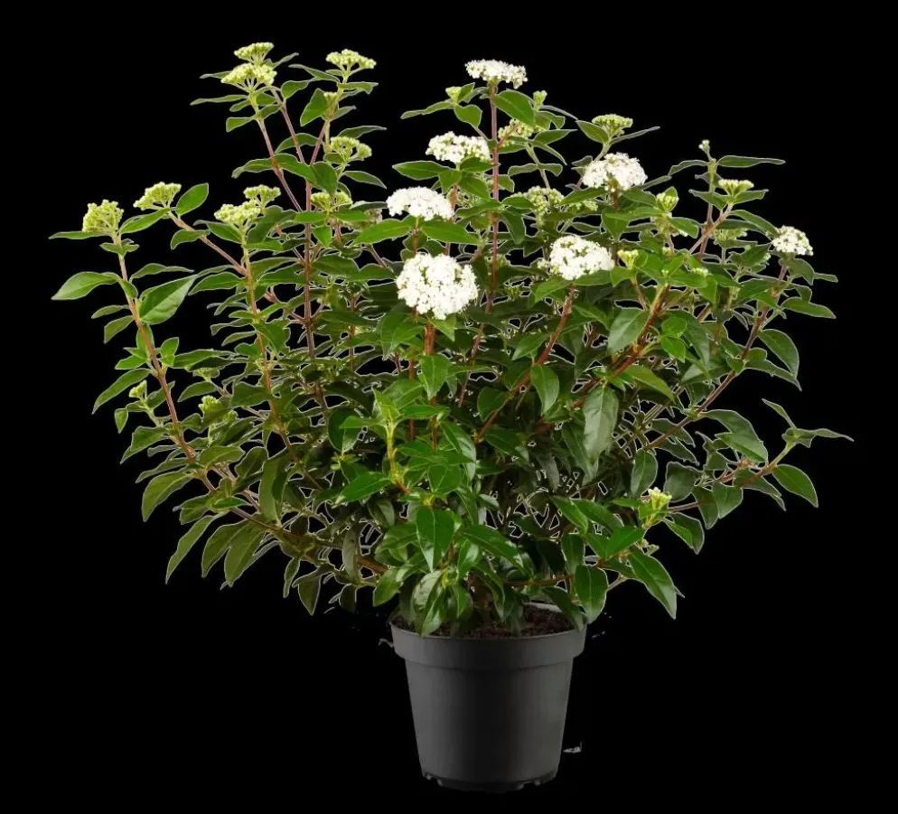 Viburnum tinus 'Eve Price' (Viburnum 'Eve Price')