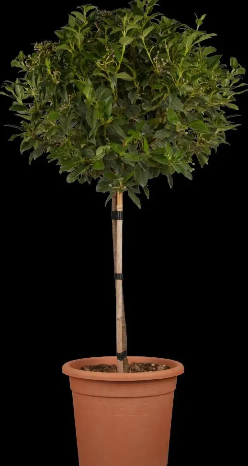 Viburnum tinus 'Eve Price' (Viburnum 'Eve Price')