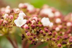 Viburnum tinus 'Loren' (Sneeuwbal 'Loren')