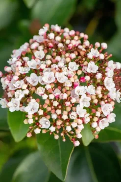 Viburnum tinus 'Loren' (Sneeuwbal 'Loren')