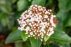 Viburnum tinus 'Loren' (Sneeuwbal 'Loren')