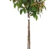 Viburnum tinus (Viburnum)