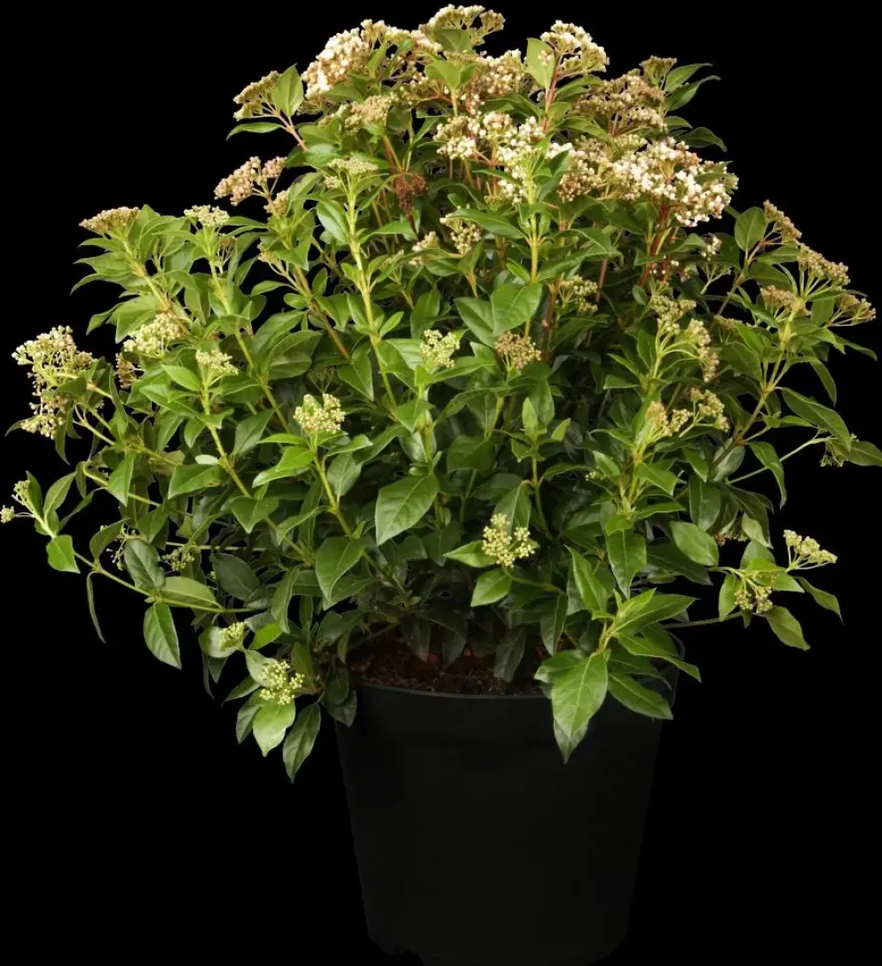 Viburnum tinus (Viburnum)