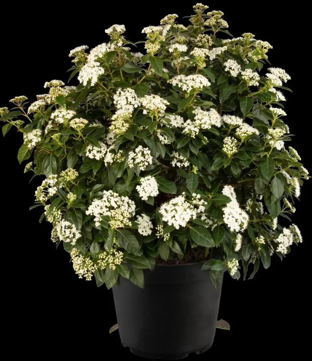 Viburnum tinus (Viburnum)