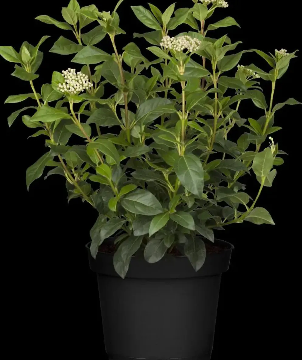 Viburnum tinus (Viburnum)