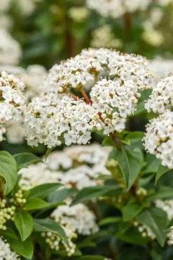 Viburnum tinus (Viburnum)