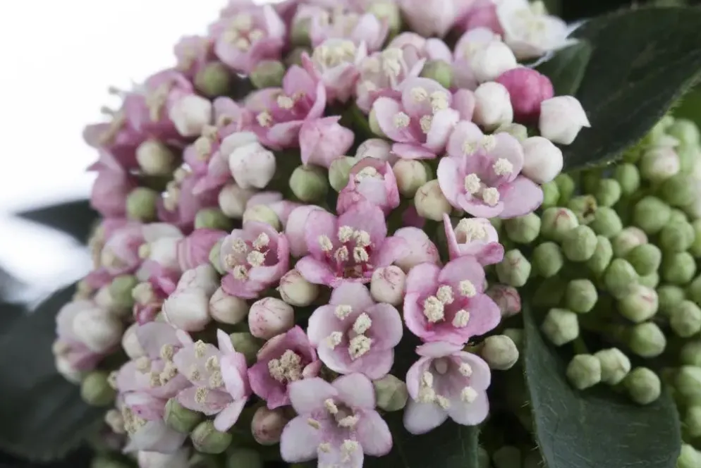 Viburnum tinus (Viburnum)