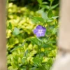 Vinca major (Grote maagdenpalm)