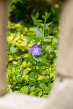 Vinca major (Grote maagdenpalm)