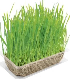 Vitakraft Kattengras 120g