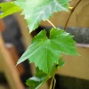 Vitis (Druif)