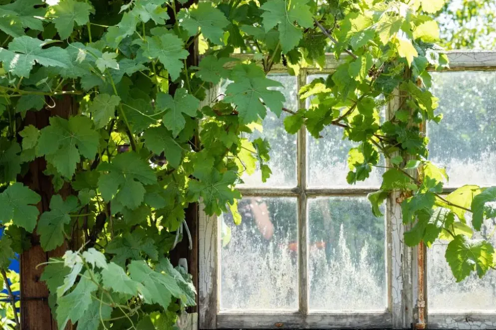 Vitis (Druif)