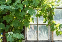 Vitis (Druif)