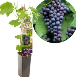 Vitis vinifera 'Boskoop Glorie' (Druif) fruitplant 60cm